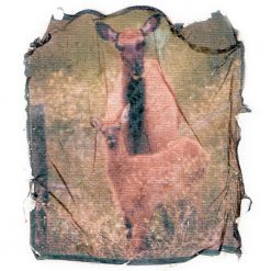 Yellowstone Deer