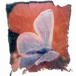 Butterfly World
